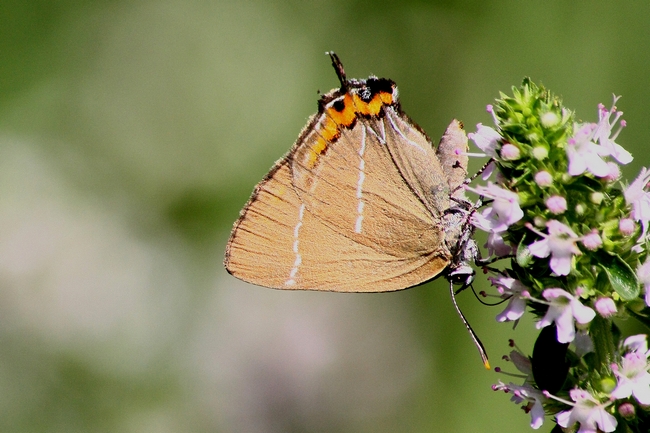 Parco del Ticino 27.6.12